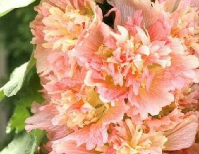 Nalbă de Grădină´Spring Celebrities Apricot´