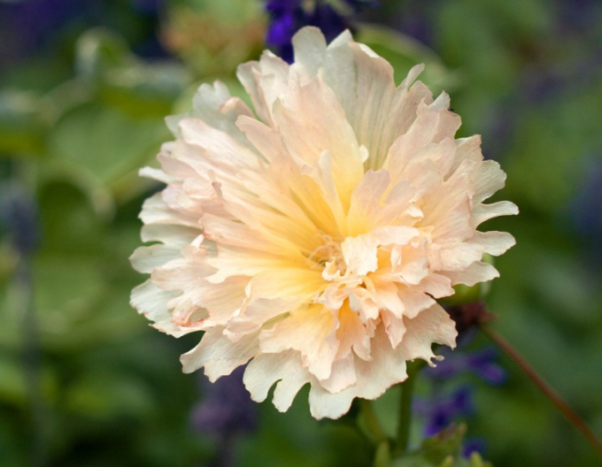 Nalbă de Grădină´Spring Celebrities Apricot´