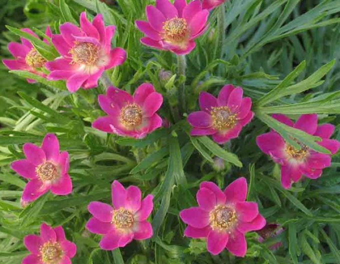 Moară de vânt ´Annabella Deep Rose´