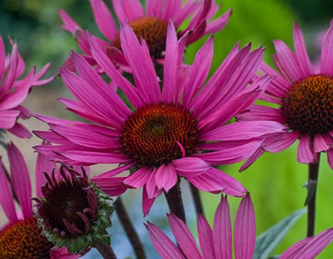 Echinacea ´Fatal Attraction´