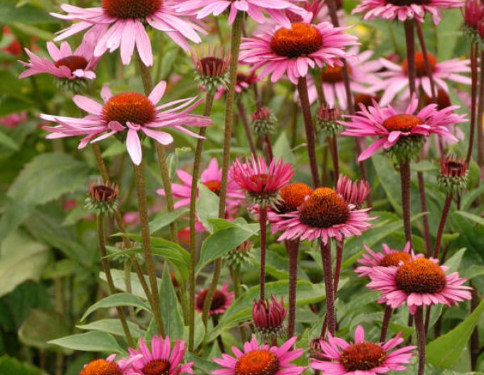 Echinacea ´Fatal Attraction´