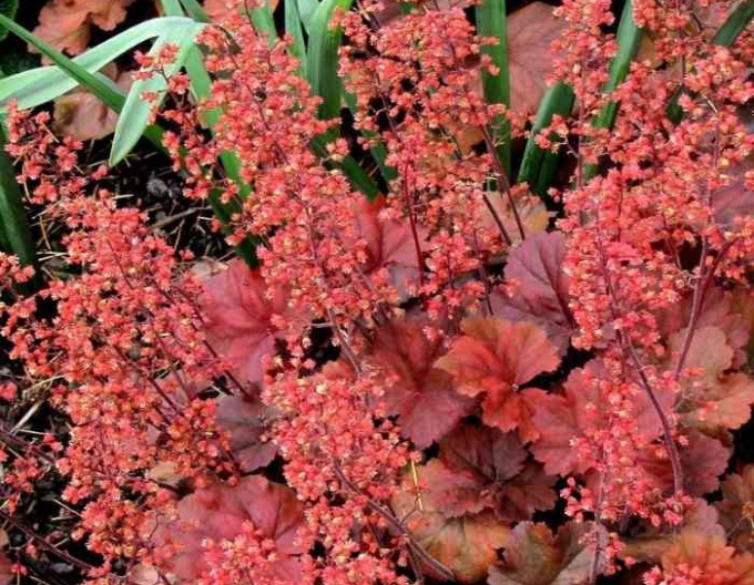 Heuchera  Cherry Cola