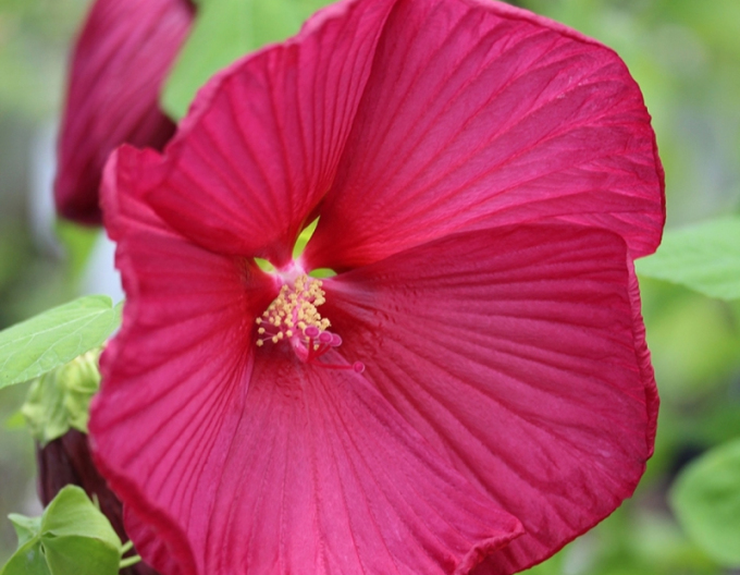 Hibiscus de nămol ´Luna Red´