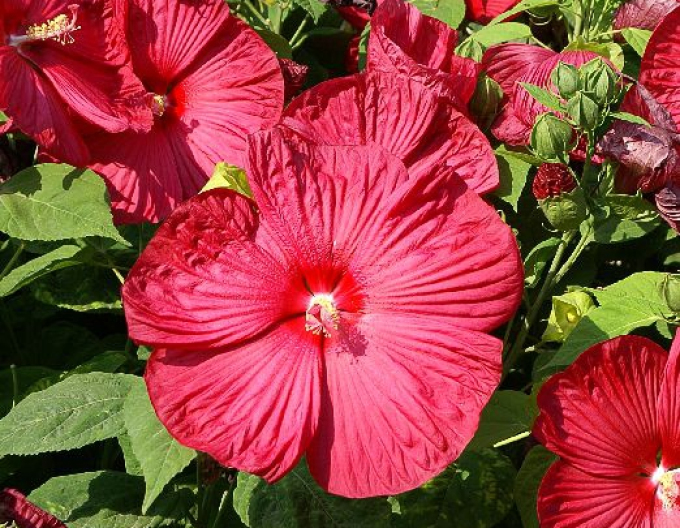Hibiscus de nămol ´Luna Red´