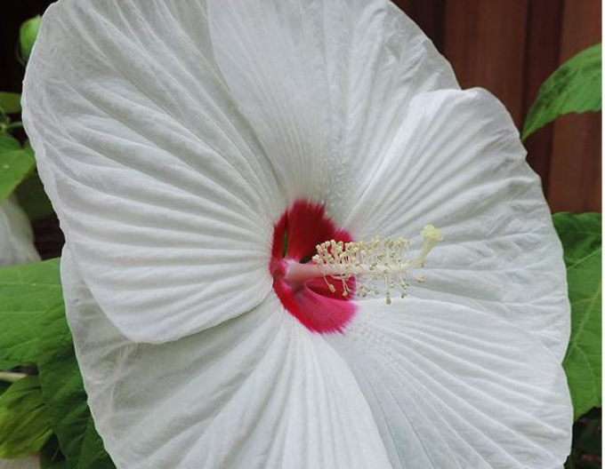 Luna White"Hibiscus de noroi