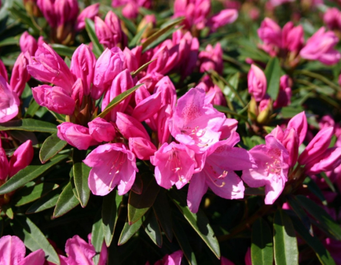 Rhododendron Graziella