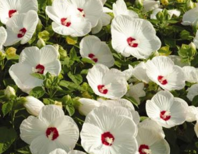Luna White"Hibiscus de noroi