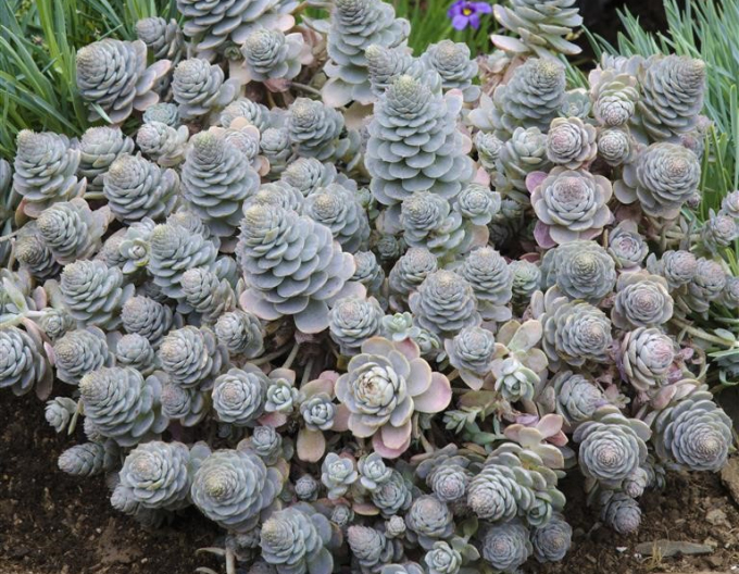 Orostachys - copac chinezesc
