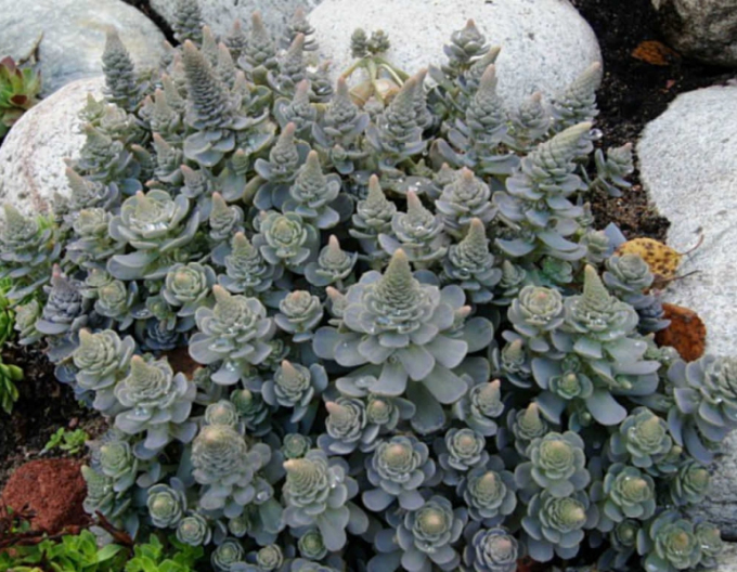 Orostachys - copac chinezesc