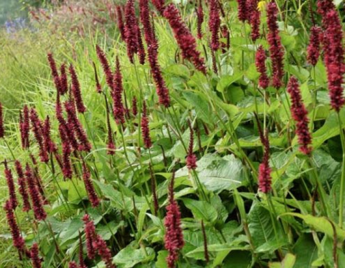 Persicaria  Blackfield