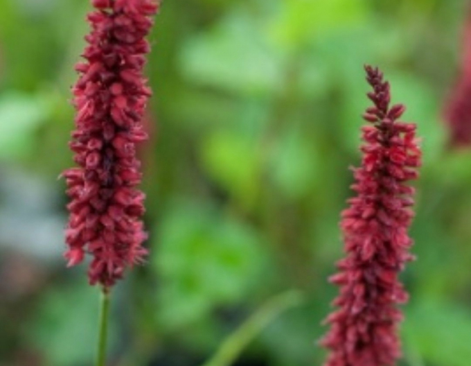 Persicaria  Blackfield