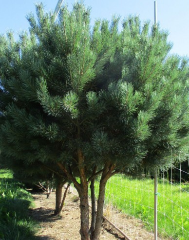 Pin de pădure-watererii pe tulpină