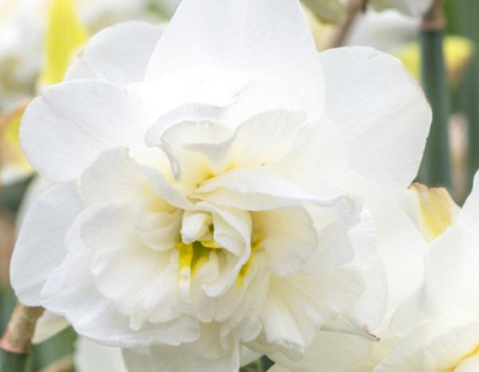 Narcisă ´Obdam´