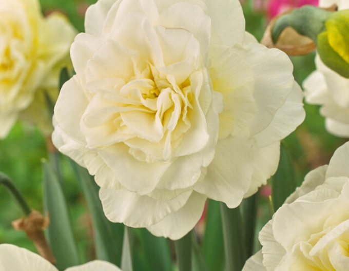 Narcisă ´Obdam´