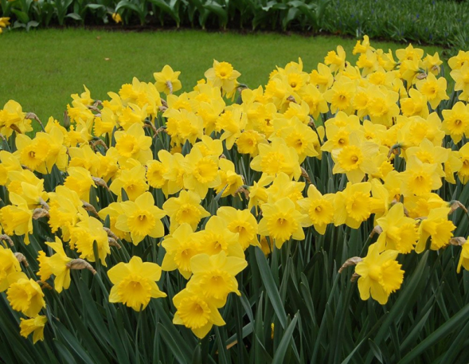 Narcisă´Dutch Master´