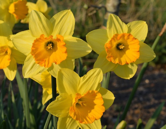 Narcisă ´Fortuna´