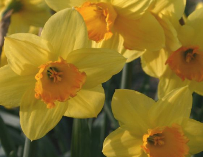 Narcisă ´Fortuna´