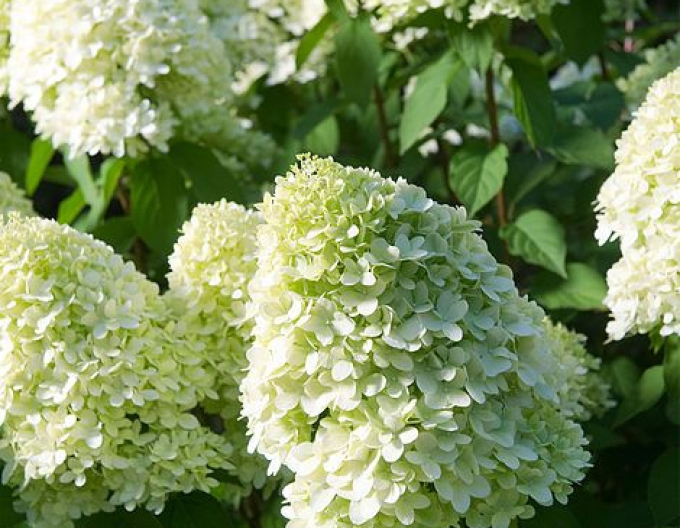 Hortensie paniculate ´Limelight´