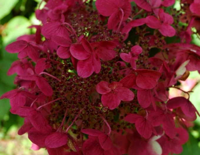 Hortensia Wim´s Roșu´