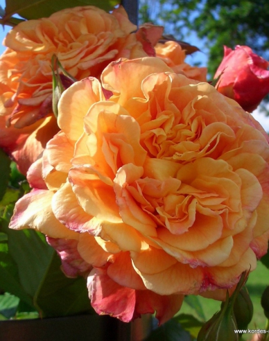 Trandafir Aloha