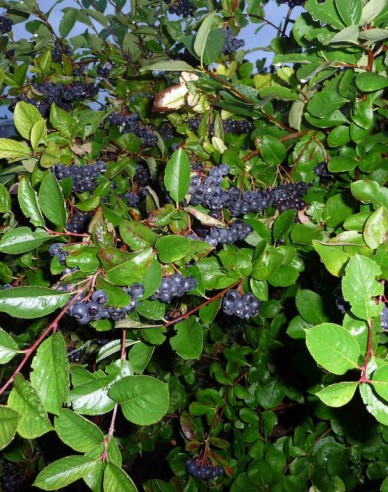 Aronia ‘Nero’, formă de pom, rădăcină liberă