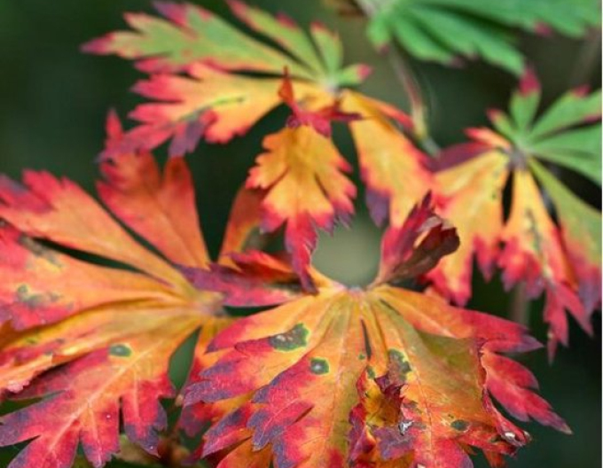 Arțar japonez Aconitifolium