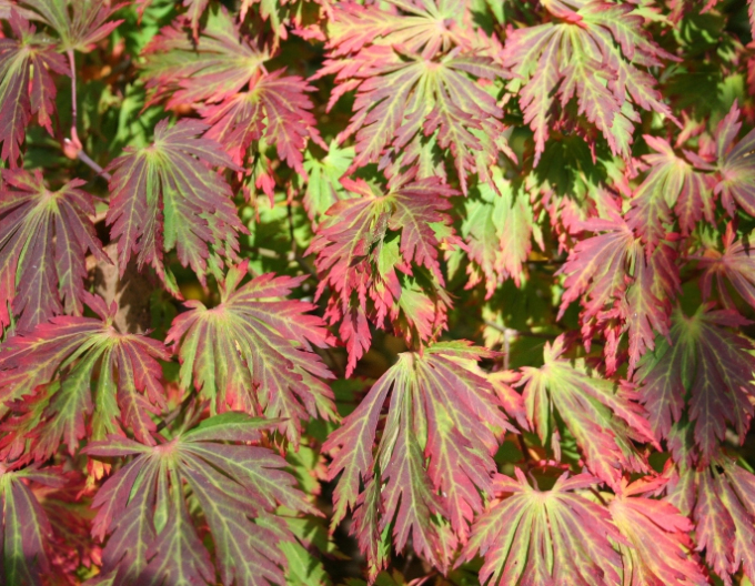Arțar japonez Aconitifolium