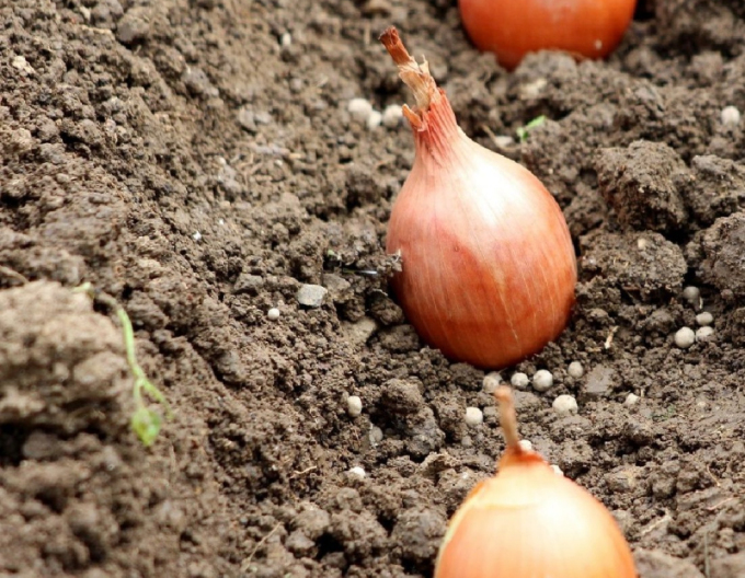 Plantator de ceapă ´Shakespeare´ 0,25kg