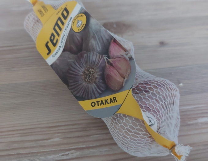 Usturoi Degețel de iarnă Plantare Usturoi ´OTAKAR´ 4 capete