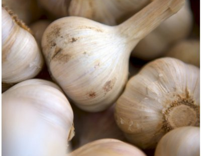 Răsad de usturoi de toamnă ´MATUS´ 500g