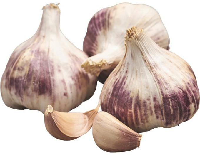 Răsaduri de usturoi de toamnă ´GERMIDOUR´ 500g