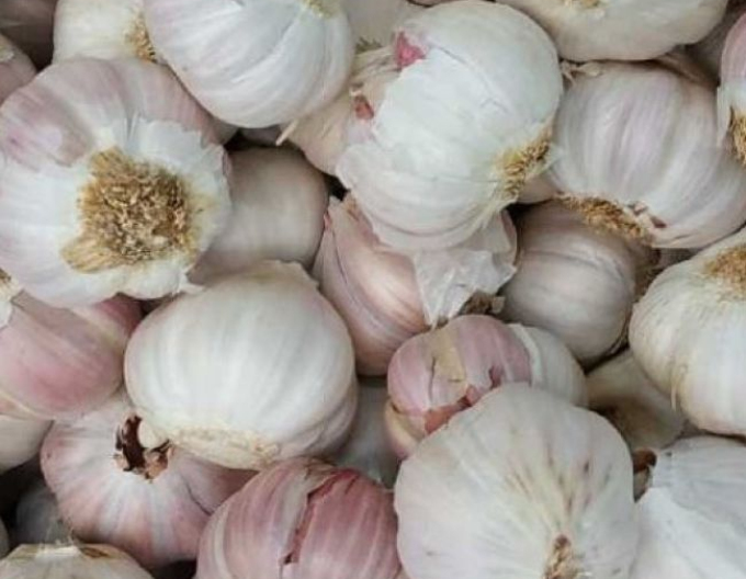 Usturoi de primăvară ´MORADO´ 500g