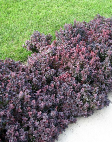 Berberis thunbergii "Concorde"