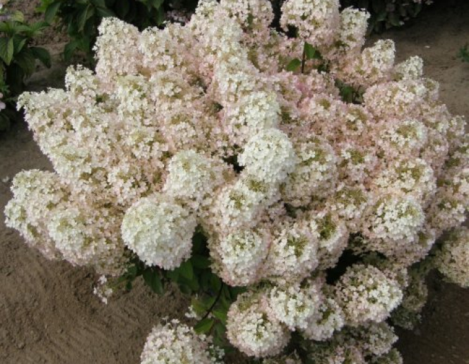 Hortensia "Bobo