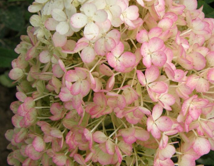 Hortensia "Bobo
