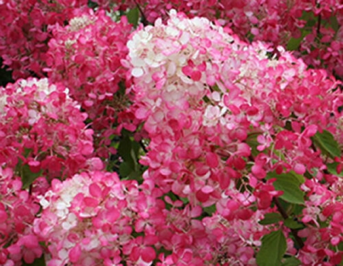 Hortensia Diamant Rouge