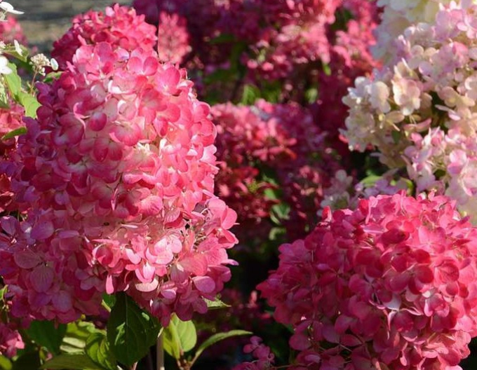 Hortensia Diamant Rouge