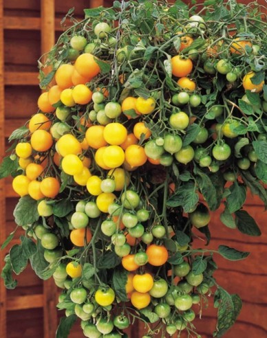 Semo Semințe de tomate pitice Tumbling Tom YELLOW
