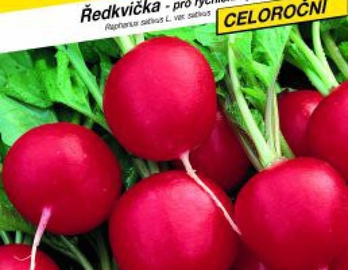 Semințe de ridiche Red Quinta