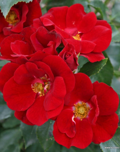 Trandafir Marondo