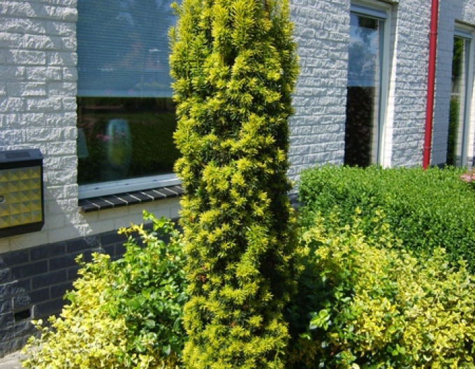 Arbore de tisa coloană ´Aurea´