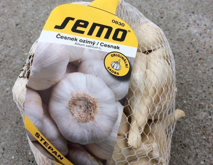 Răsaduri de usturoi de toamnă ´ŠTĚPÁN´ 0,5kg