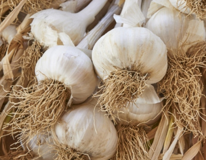 Usturoi Răsad de usturoi ´MESSIDROME´ 250g