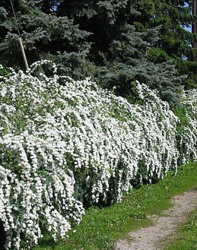 Deutzia gracilis