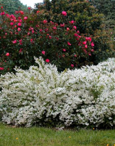 Deutzia gracilis