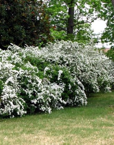 Deutzia gracilis