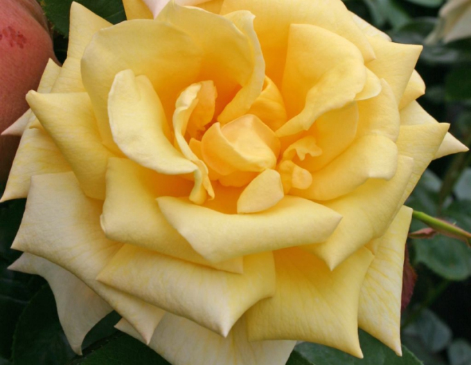 Trandafir Berolina