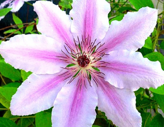 Clematis John Paul II