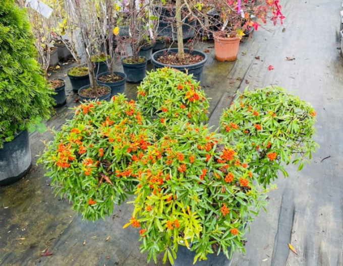Cătină ornamentală