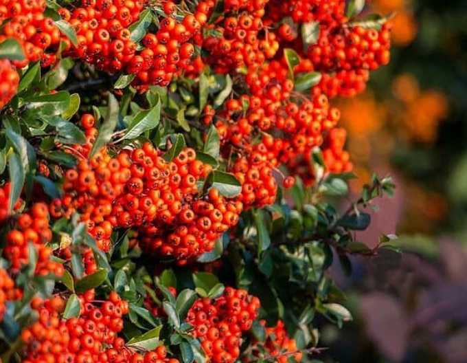 Cătină ornamentală